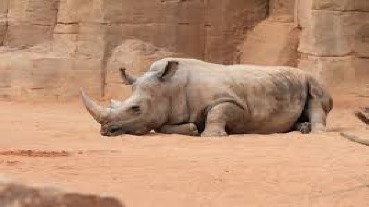 Rhinos Relaxing Ambient