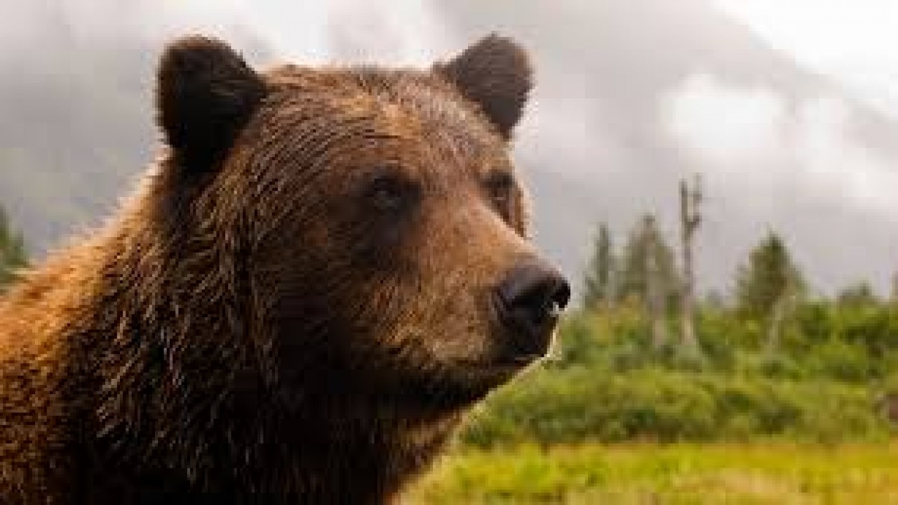 Bear Evidence