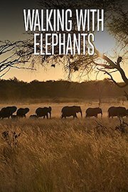 Walking with Elephants