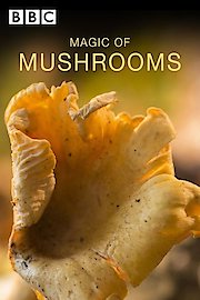 Magic of Mushrooms