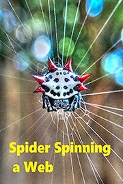 Spider Spinning a Web