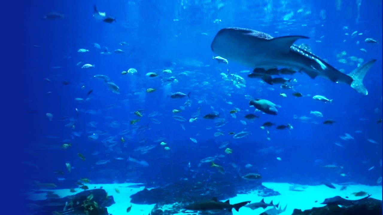Giant Aquarium with Relaxing Music e Video & Screensaver