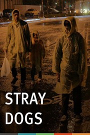 Stray Dogs