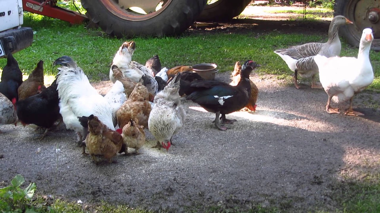 Geese and hens. A lively breakfast