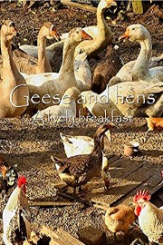 Geese and hens. A lively breakfast