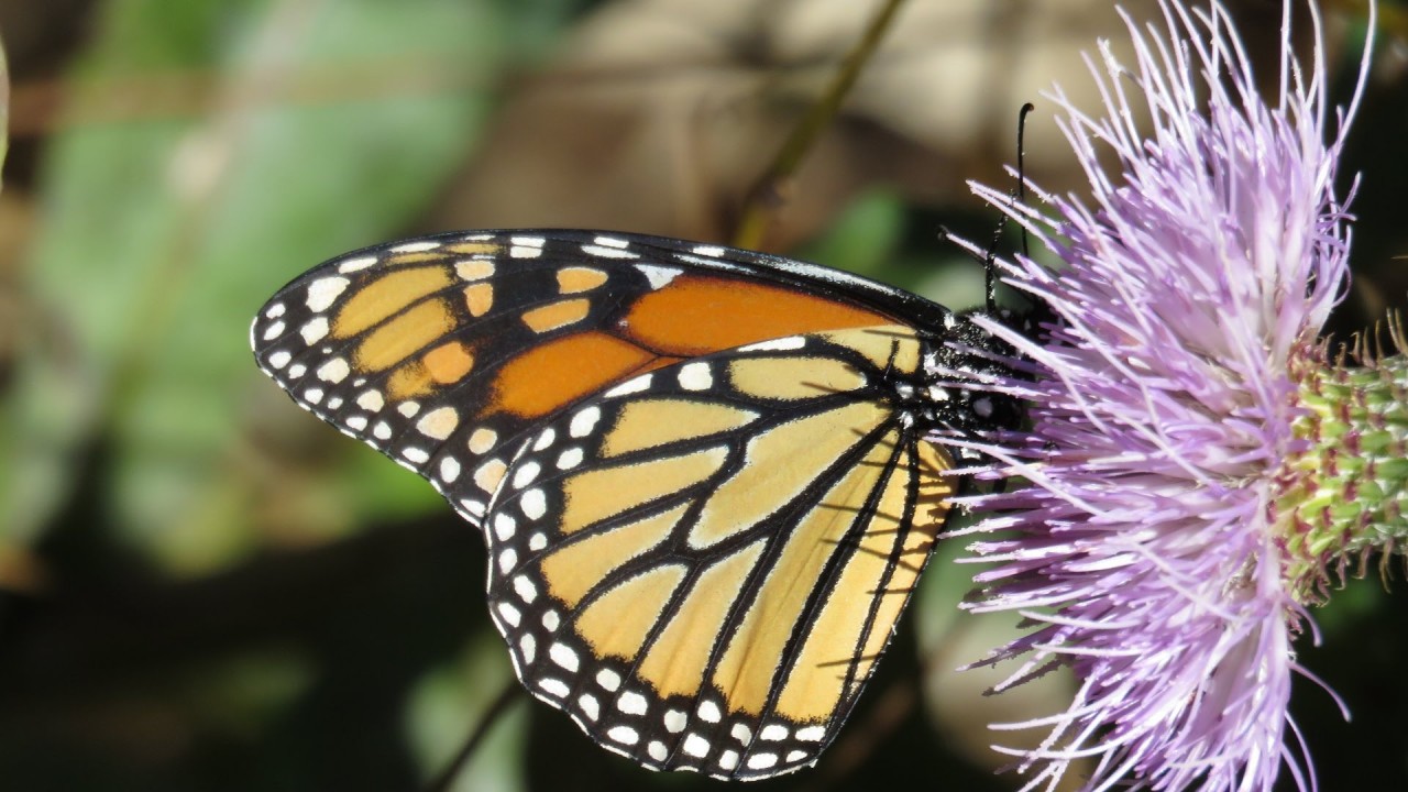 Monarch Butterfly Meditation