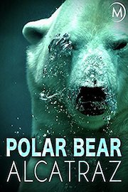 Polar Bear Alcatraz