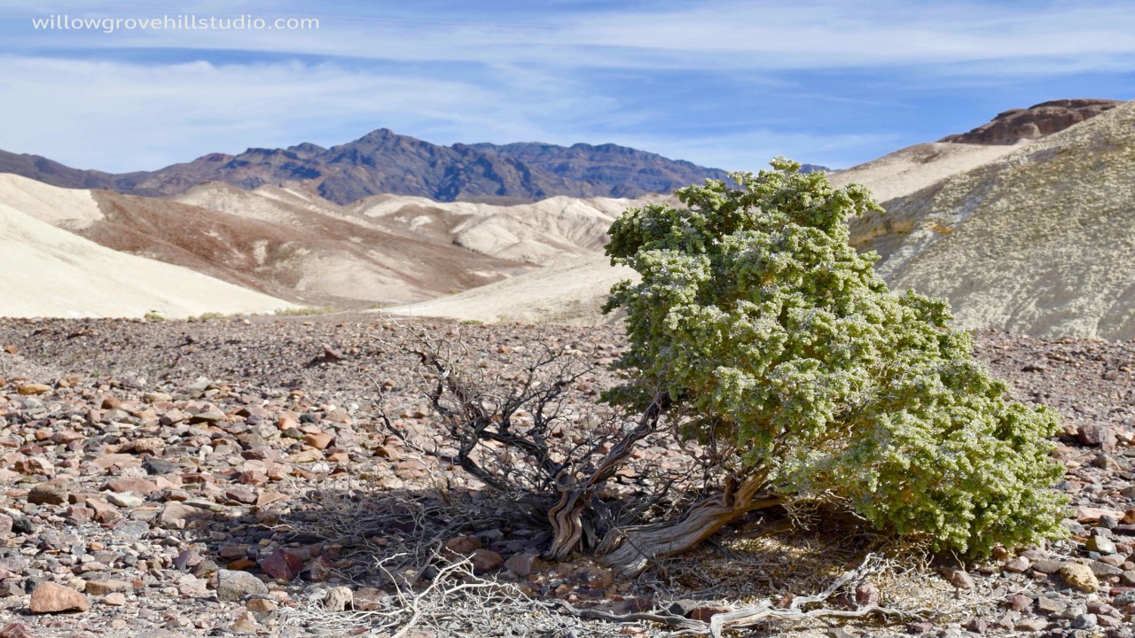 Desert & Bush Climates