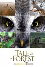 Tale of a Forest