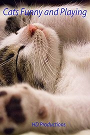 Cats Funny and Playing
