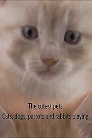 The Cutest Pets - Cats, Dogs, Parrots and Rabbits Playing