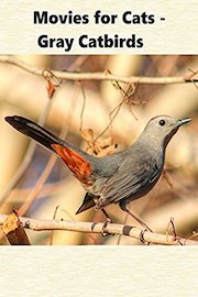 Movies for Cats - Gray Catbird