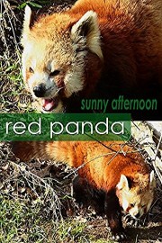 Red panda. Sunny afternoon