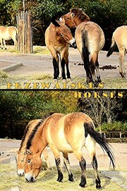 Przewalski's horses