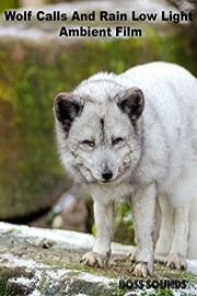 Wolf Calls And Rain Low Light Ambience