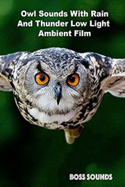 Owl Sounds With Rain And Thunder Low Light Ambient Film