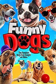 Funny Dogs