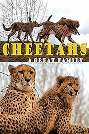 Cheetahs. A great family