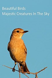 Beautiful Birds - Majestic Creatures in The Sky
