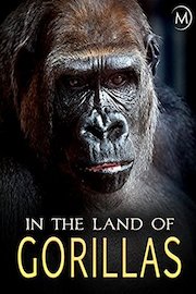 In the Land of Gorillas