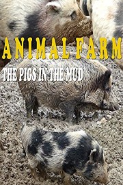 Animal farm. The pigs in the mud