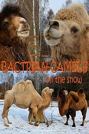 Bactrian camels on the snow