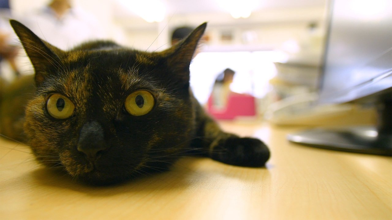 Cat Nation: A film about Japan's crazy cat culture