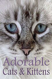 Adorable Cats & Kittens