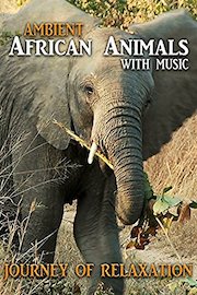Ambient Africa Animals - Journey of Relaxation