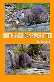 North American River Otter. The feeding