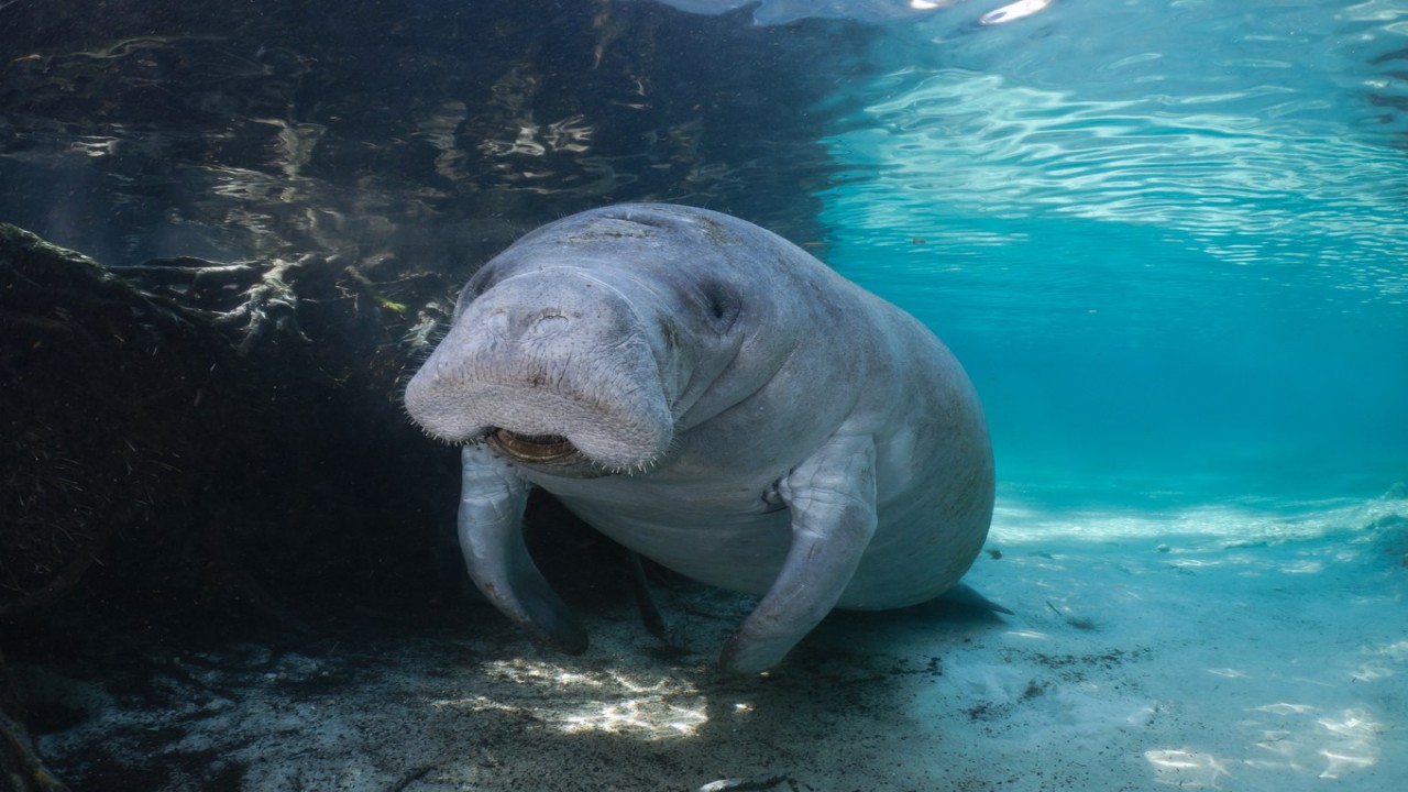 Manatees and Springs: Experiencing Wild Florida