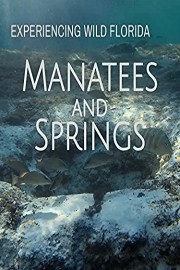 Manatees and Springs: Experiencing Wild Florida
