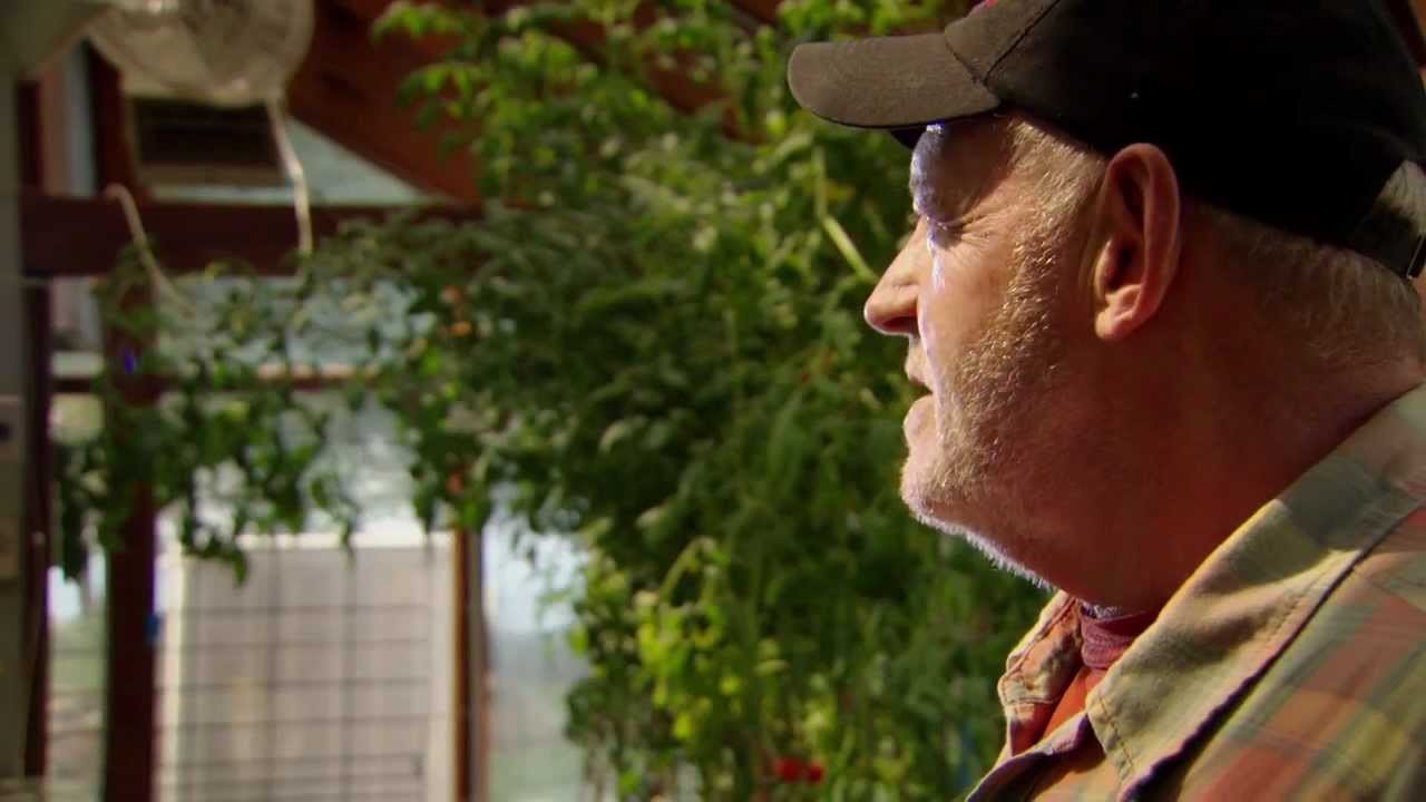 Triumph of the Tomato