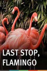 Last Stop, Flamingo