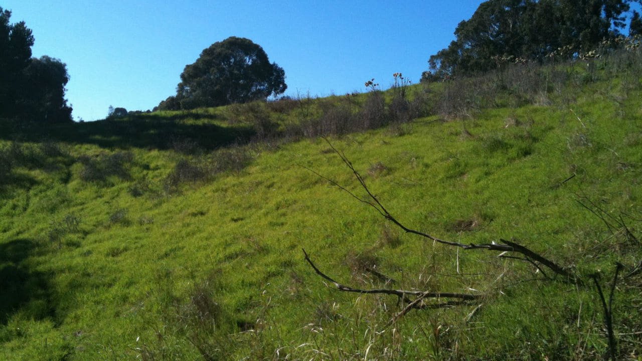 Juliette of the Herbs