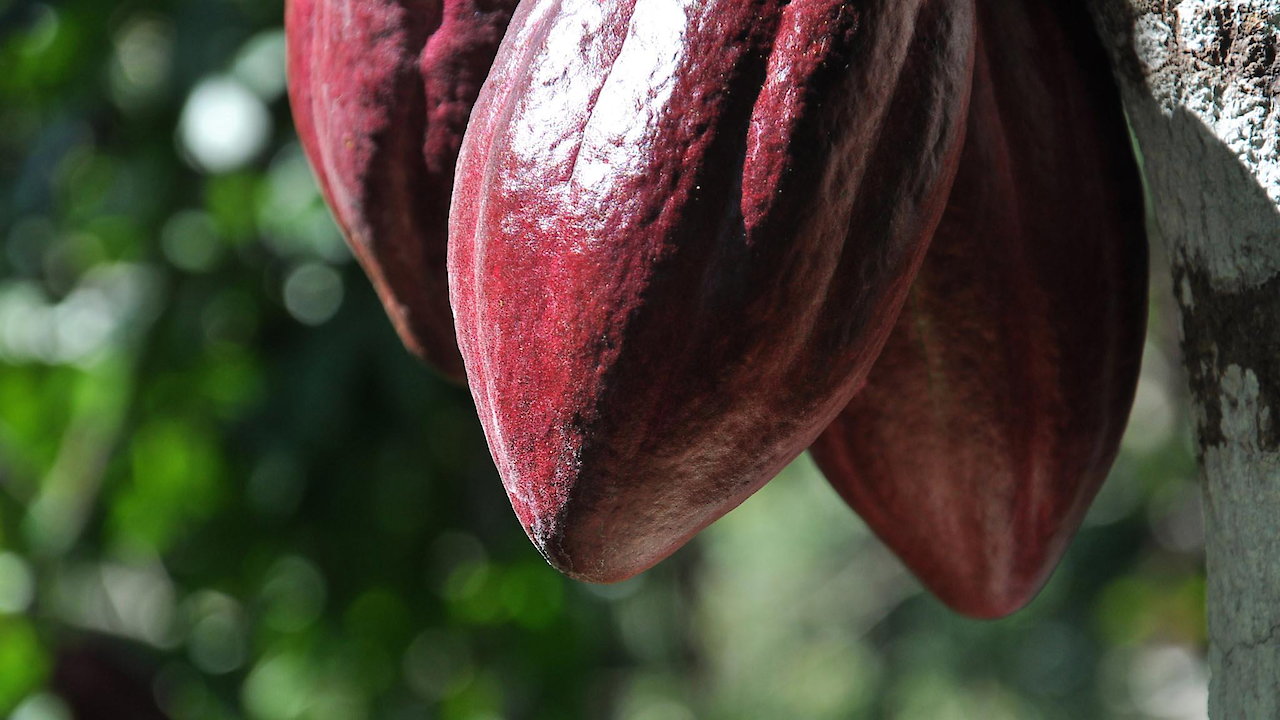 The Chocolate Farmer