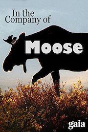 In the Company of Moose