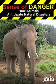 Sense of Danger: How Animals Anticipate Natural Disasters