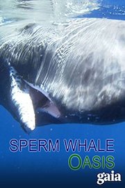 Sperm Whale Oasis