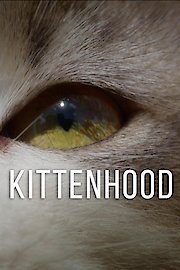 Kittenhood