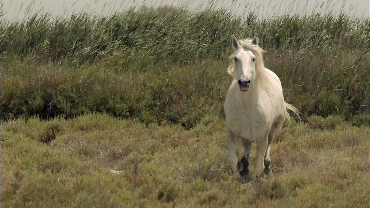 Wild Horses Of The Marshes