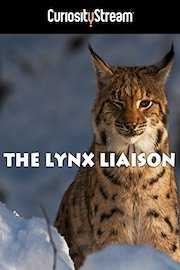 The Lynx Liaison