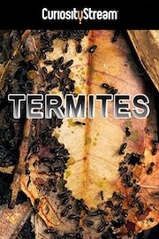 Termites: The Inner Sanctum