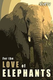 For the Love of Elephants