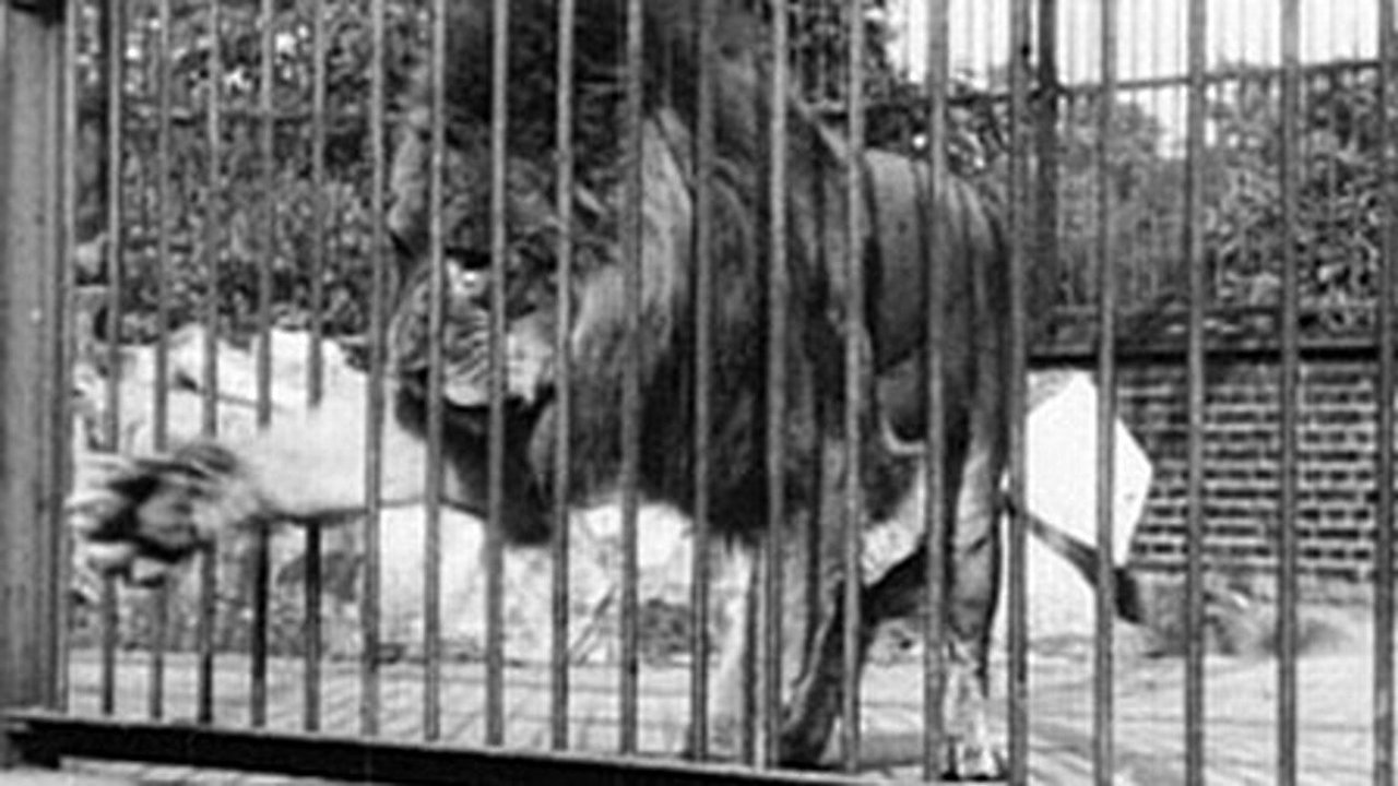 Lion, London Zoological Garden