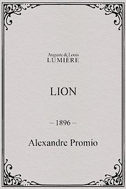 Lion, London Zoological Garden