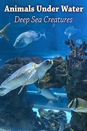 Animals under Water - Deep Sea Creatures