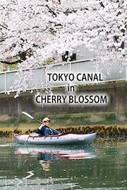 Tokyo Canal in Cherry Blossom