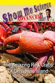 The Amazing Red Crabs of Christmas Island