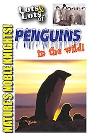 Lots & Lots of Penguins In The Wild - Nature's Noble Knights